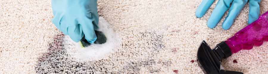 Carpet Cleaning Greenbank Services