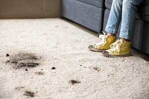 carpet cleaning Seventeen Mile Rocks