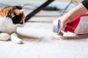 carpet cleaning Chandler
